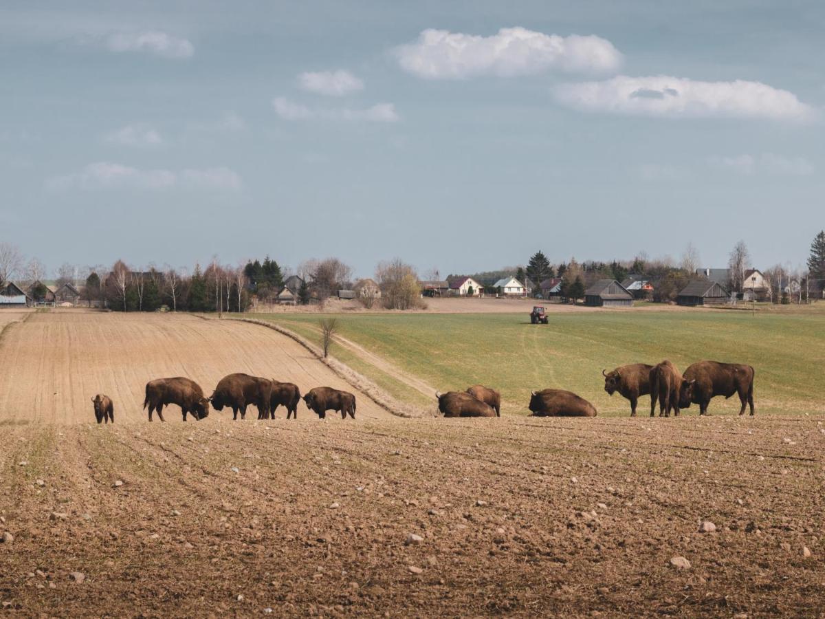 Lesna 21 Dom Poludnie Przy Puszcza Bialowieska Luka Eksteriør billede